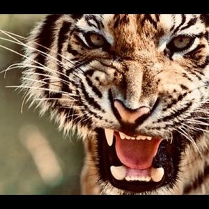 Meet your Posher, Gervase